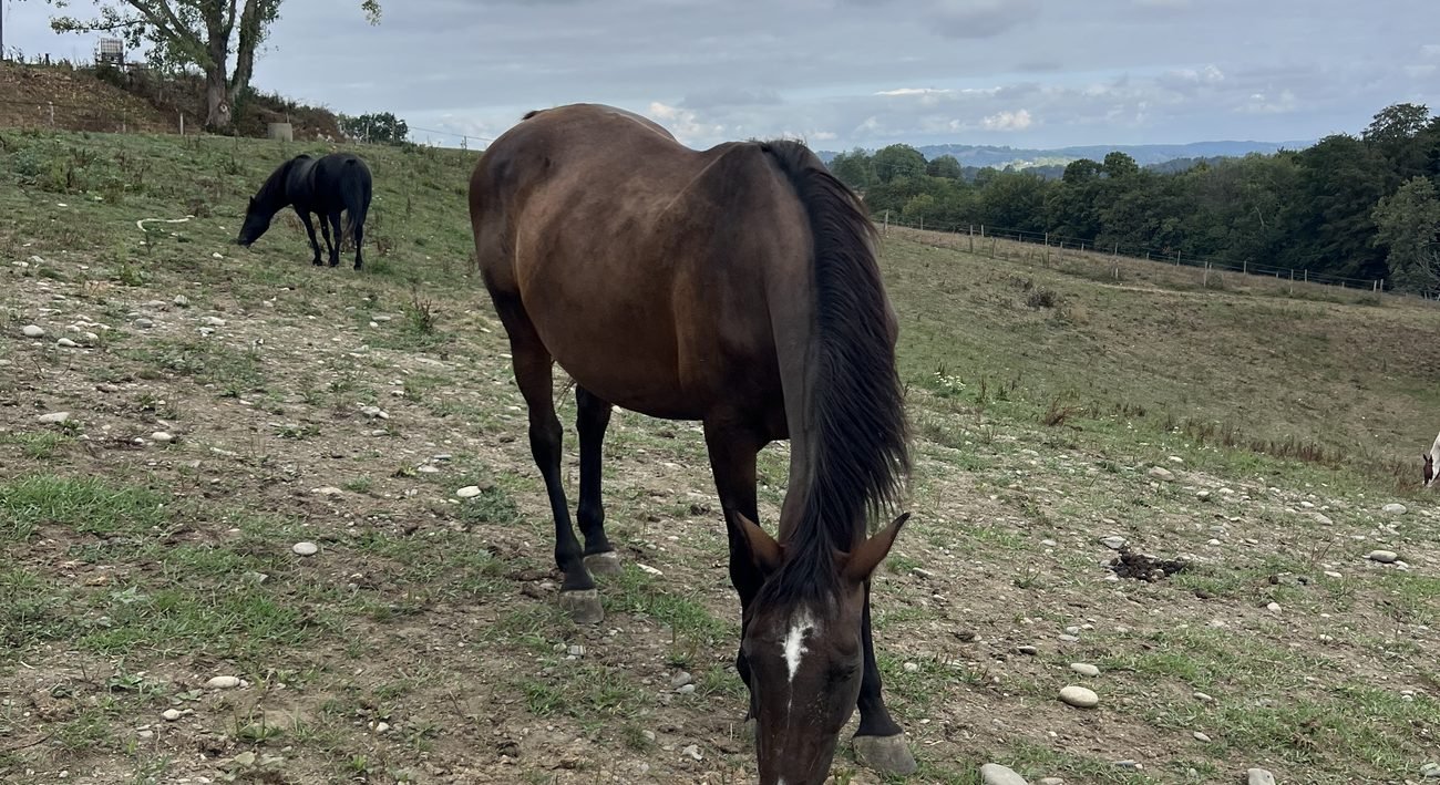 Chevaux au pré sur les coteaux de Gan, face aux collines du Béarn
