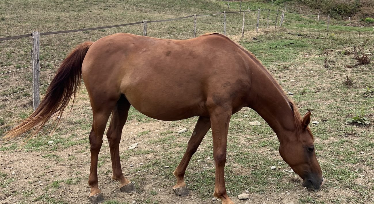Cheval paissant le long des clôtures du domaine équestre de Gan