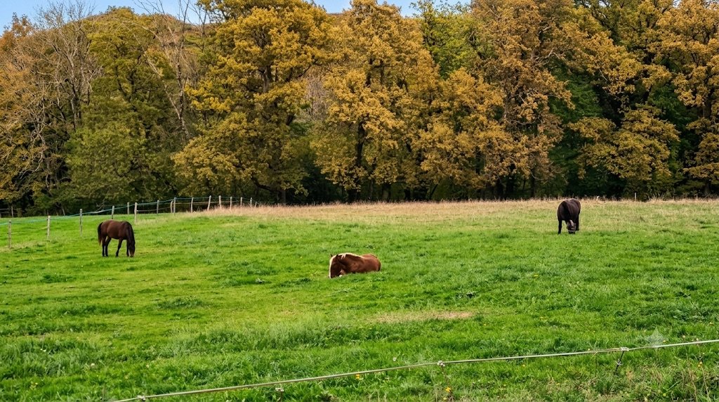 Cheval au pré dans la brume au piémont des Pyrénées, pension équestre à Gan