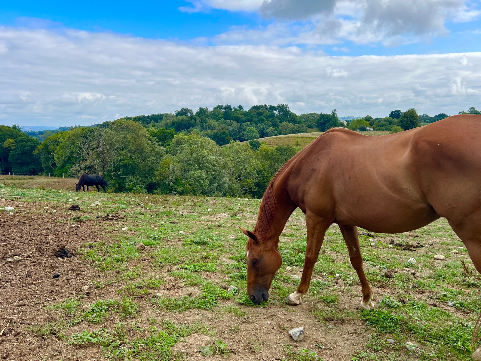 Chevaux au pré sur les coteaux du domaine, pension équestre à Gan dans le Béarn