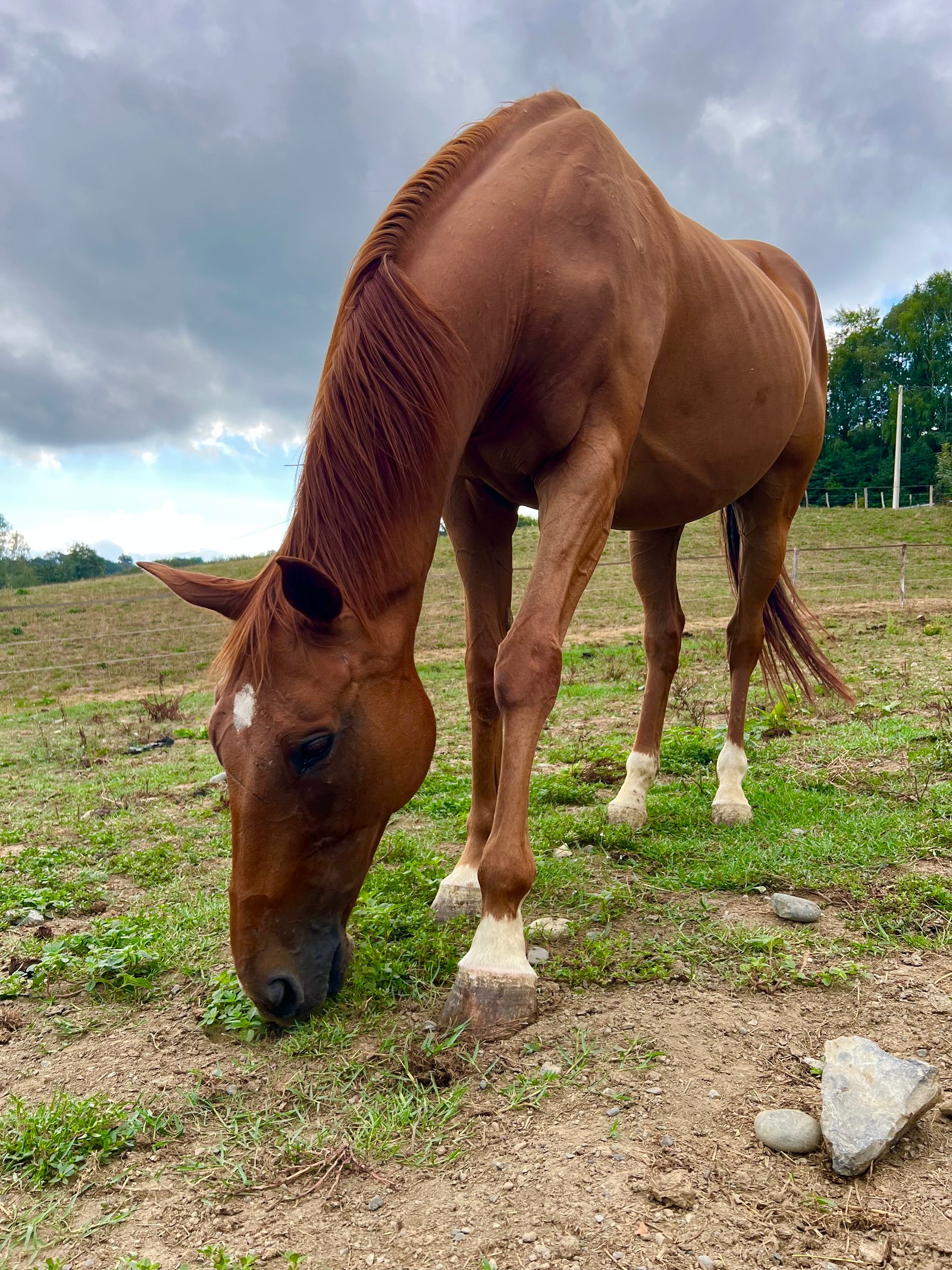 Cheval en pension pré-box paissant dans les prés vallonnés du domaine à Gan