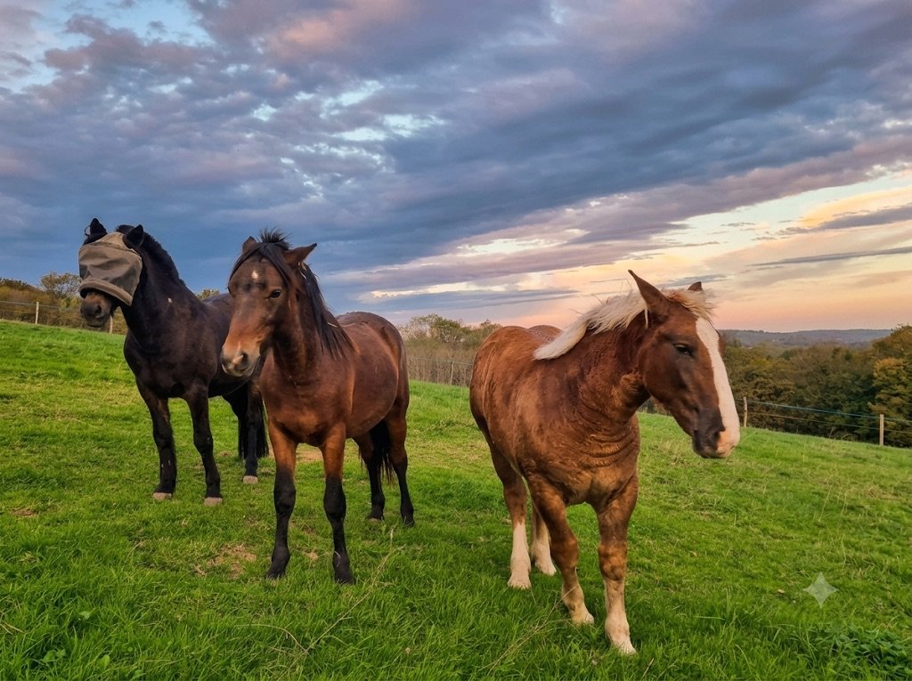 Chevaux au pré en troupeau dans un grand pâturage du Béarn